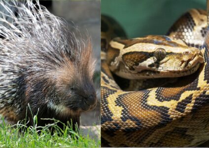 What Happens When a Python Meets a Porcupine? Nature’s Wildest Showdowns
