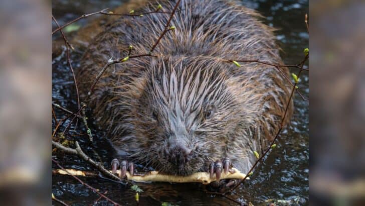 Top 10 Animals and Wildlife in Ontario