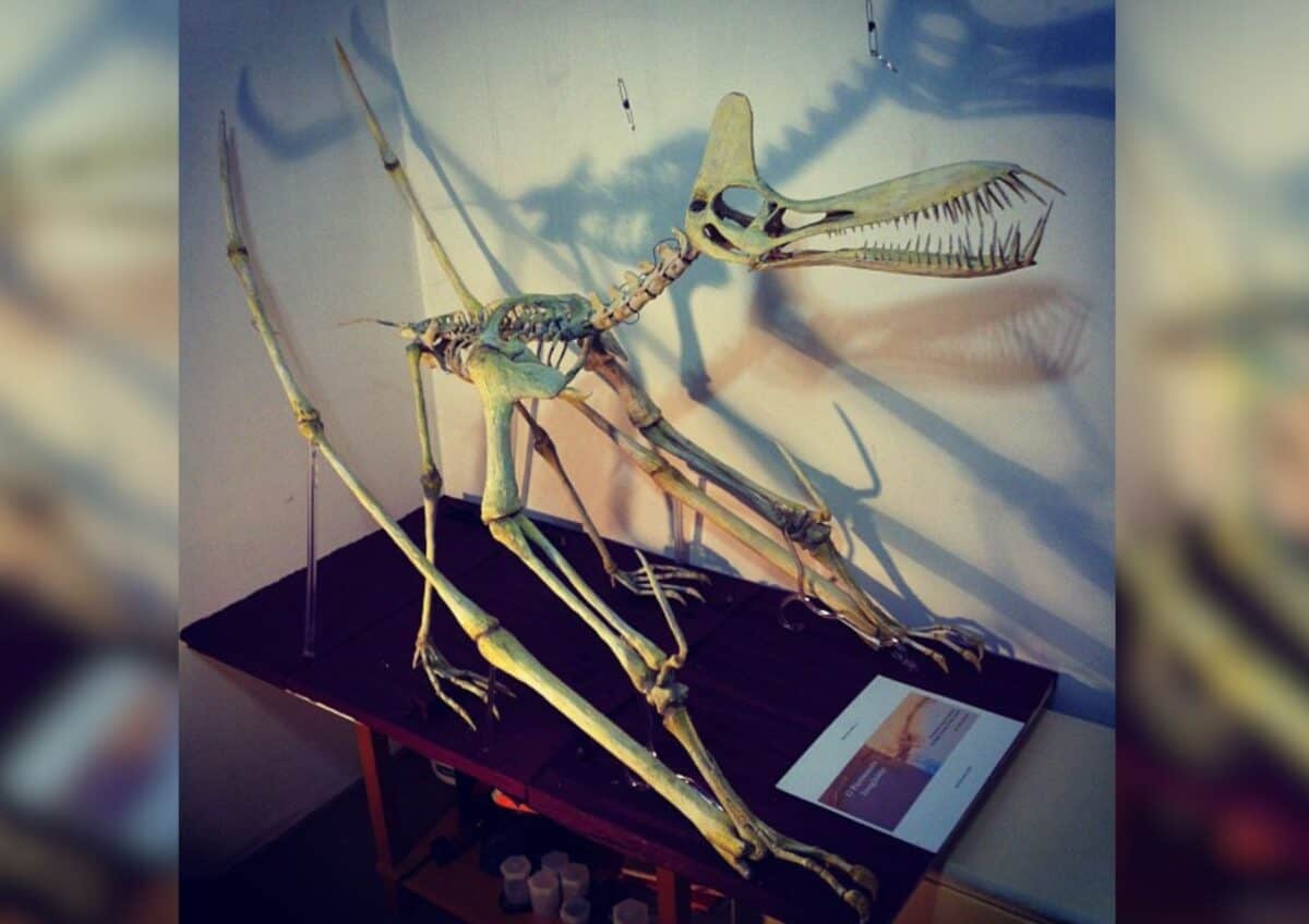 Walking dragon skeletal remains displayed in a museum.