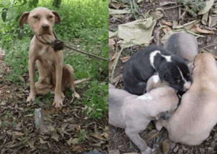 Abandoned and Tied to a Tree, This Pit Bull Mother&rsquo;s Cry for Help Was Finally Answered