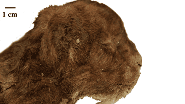 31,800-Year-Old Sabre-Toothed Cub Discovered in Arctic Permafrost Reveals Prehistoric Secrets
