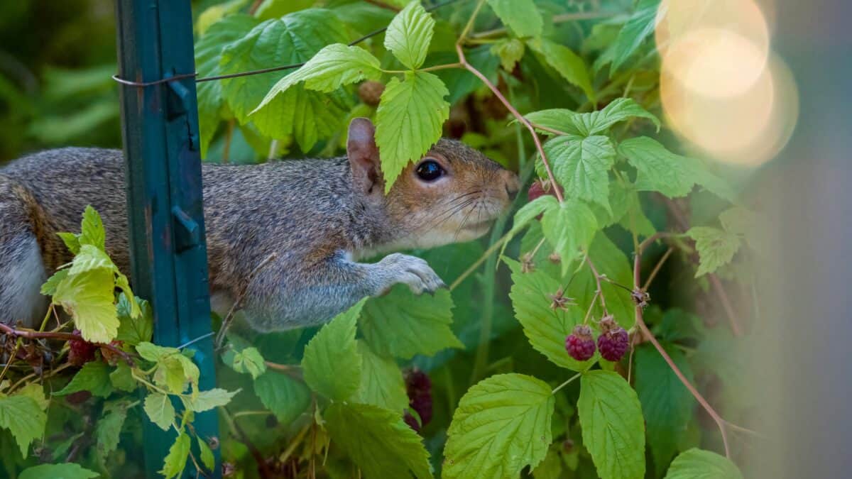 Squirrel near fruit tree in garden