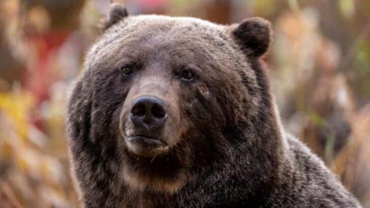 Massive 450-Pound Grizzly Known as &lsquo;The Boss&rsquo; Takes a Rare Trip to Canmore