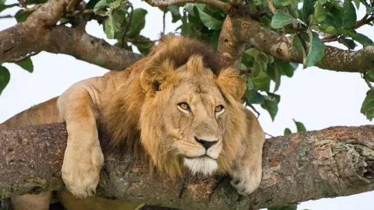 3 Unnatural Reasons Why Lions Are Climbing Trees in Africa