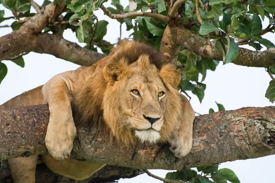 3 raisons inhabituelles pour lesquelles les lions grimpent aux arbres en Afrique