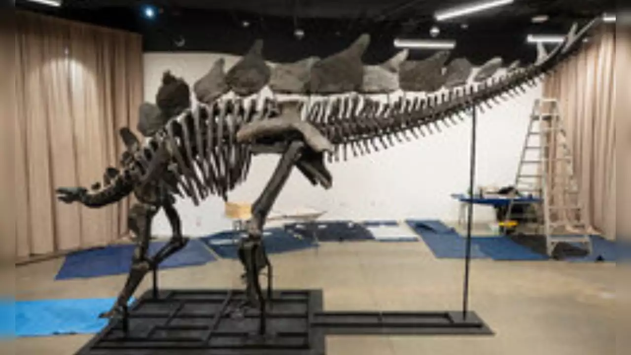 History-Making Stegosaurus Fossil Bought for $44.6 Million Lands in NYC