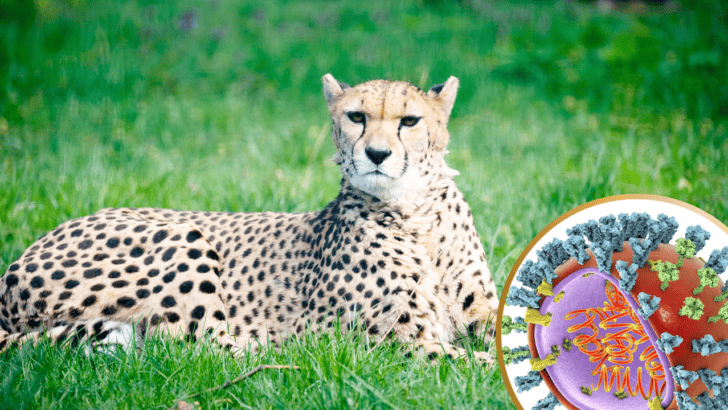 Bird Flu Raging Through US Zoos Sparks Grave Concerns for Endangered Animals