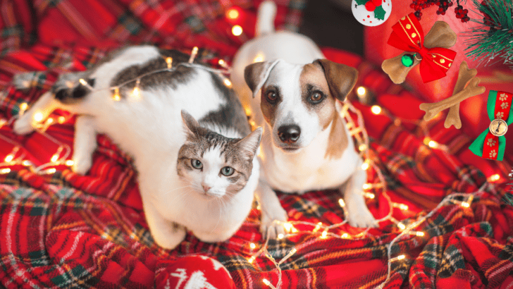 10 Ways to Keep Your Pets Safe During the Holiday Season