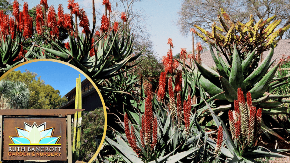 Ruth Bancroft Garden.