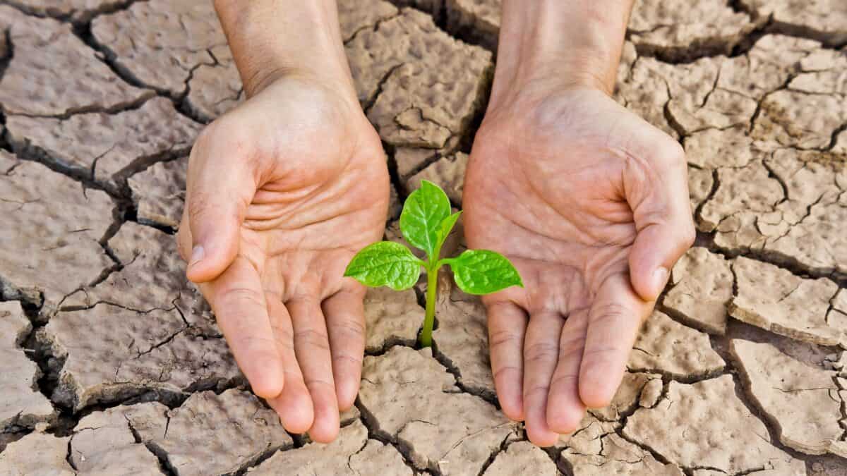 Hand holding sapling
