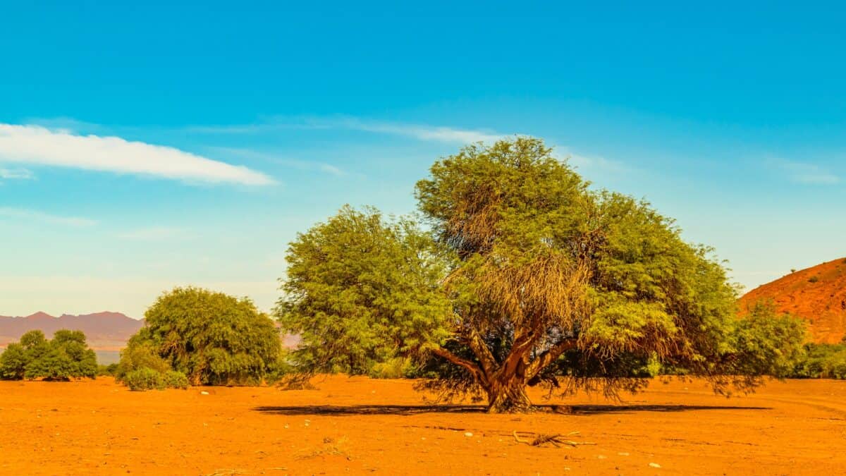 Day landscape scene at talampaya national park,