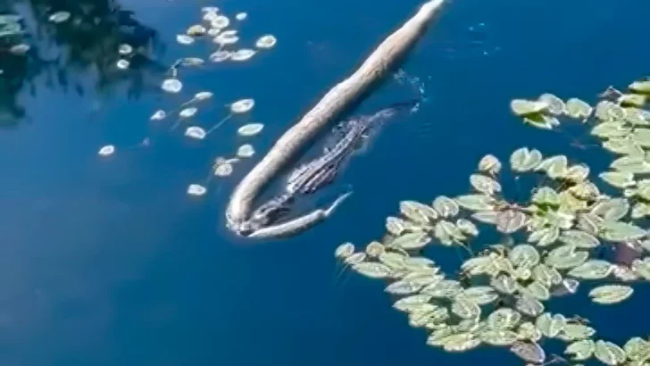 Massive 12-ft Alligator Named ‘Godzilla’ Parades Huge Invasive Python Through Everglades on Thanksgiving