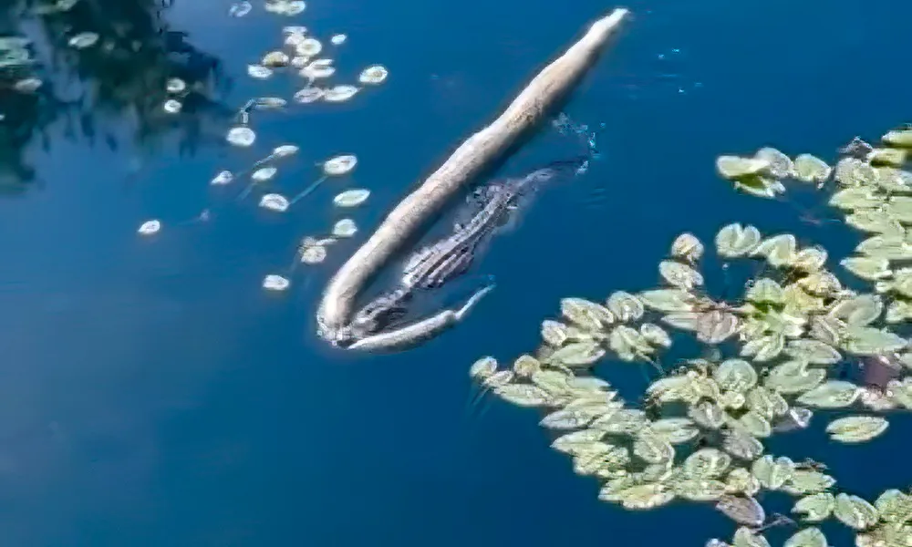 Massive Alligator Named 'Godzilla' Parades Huge Invasive Python Through Everglades