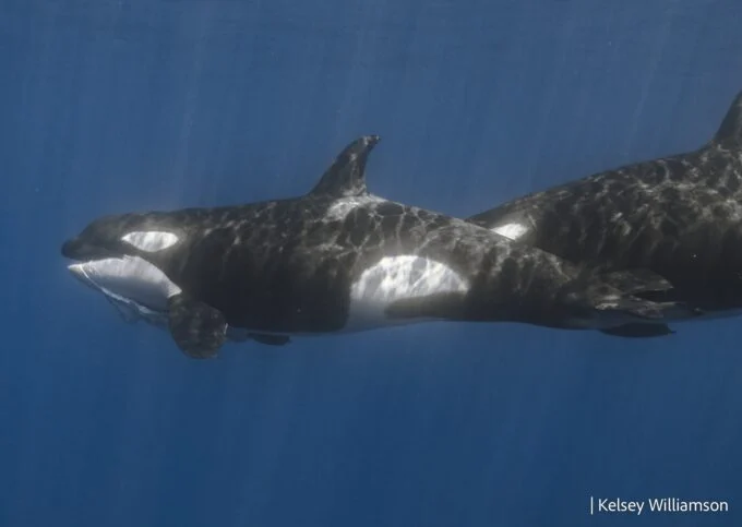 Orca Pod off Mexico Masters Ruthless New Strategy to Hunt the Ocean’s Largest Shark