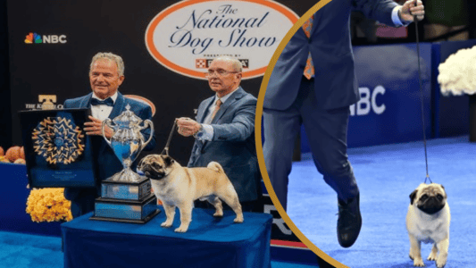 Vito the Pug Makes History as Winner of National Dog Show 2024
