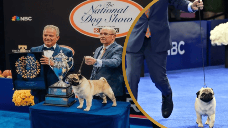 Vito the Pug Makes History as Winner of National Dog Show 2024