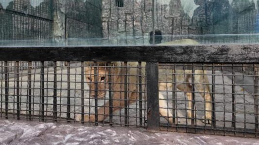 Putin Gifts Over 70 Exotic Animals to North Korea Amid Strengthening Ties