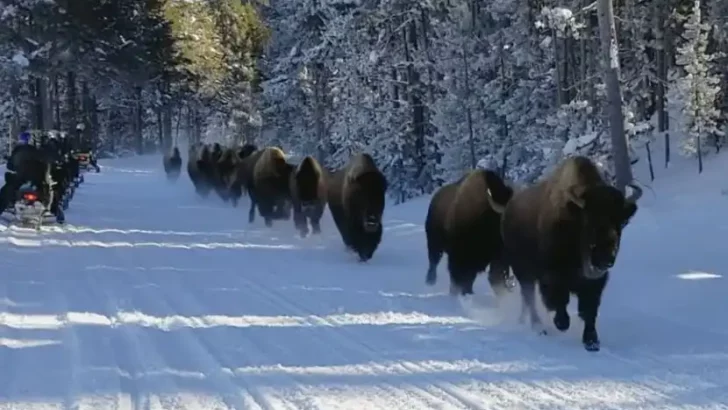 Thunderous Bison Stampede Stuns Snowmobilers at Yellowstone National Park
