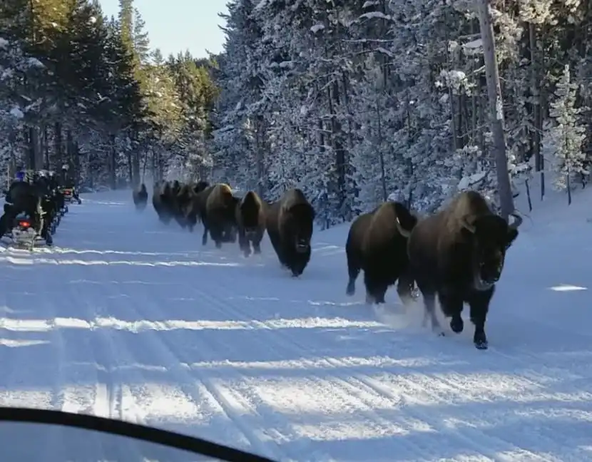 Thunderous Bison Stampede Stuns Snowmobilers at Yellowstone National Park
