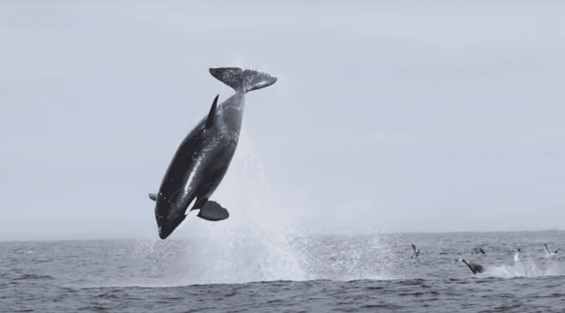 Exotic Massive Orcas Ambush Dolphins in Stunning Footage Captured Near San Diego