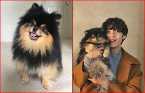 10 Facts about Yeontan, BTS V&rsquo;s Adorable Late Pomeranian Who Passed Away in December 2024
