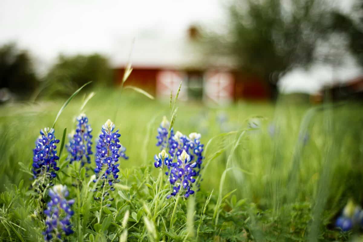 Bluebonnet 
