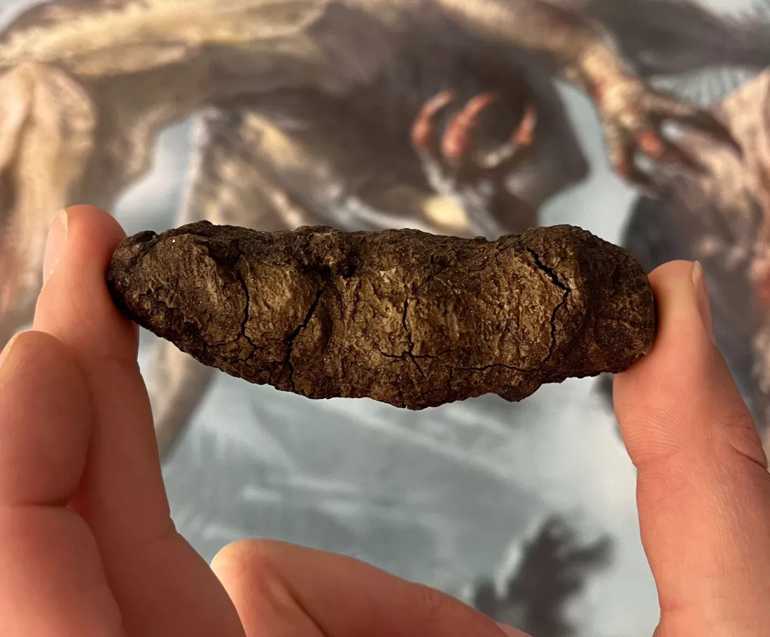 500 versteinerte Kotkörner zeigen, wie Dinosaurier die Erde eroberten