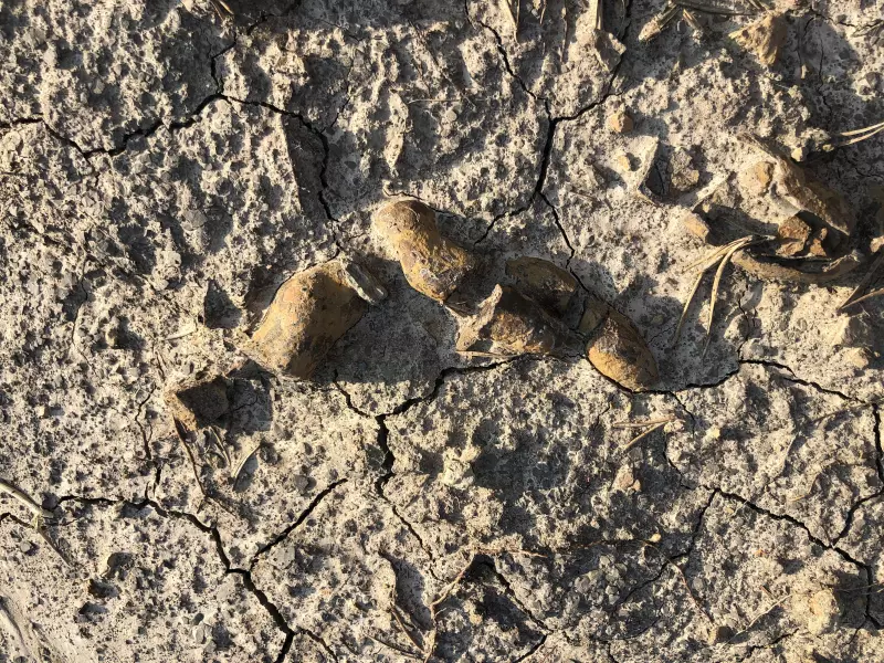 500 versteinerte Kotkörner zeigen, wie Dinosaurier die Erde eroberten