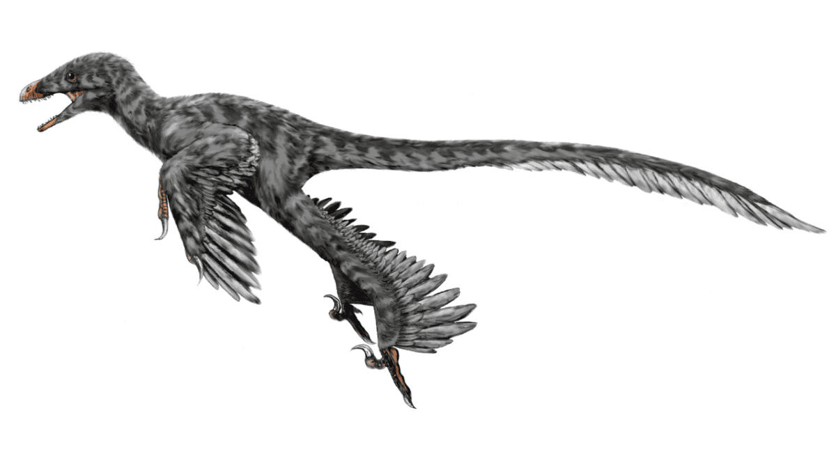 Flapping dinosaur.