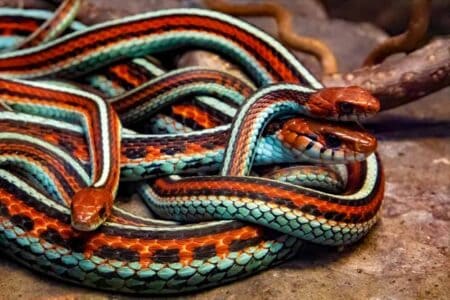The Truth About Garter Snakes in Your Backyard