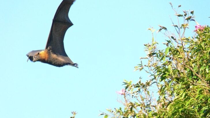 Strange But True Animals Living in Southern Cities