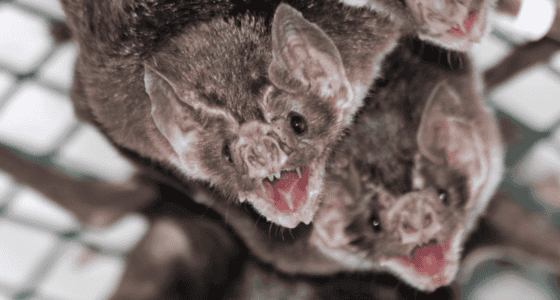 13 Creepy Creatures That Come Out Only at Night
