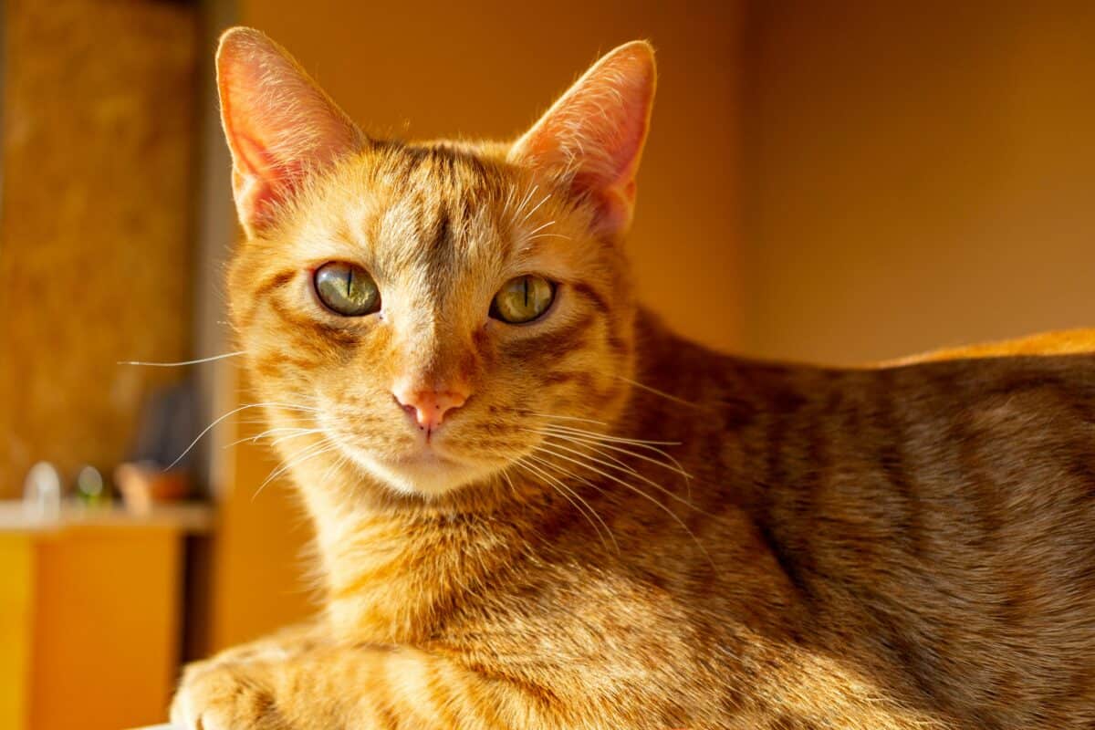 Cat