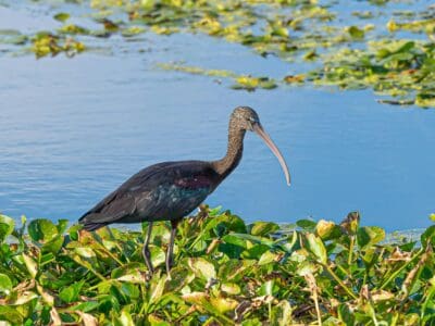 12 Birds That Migrate the Farthest
