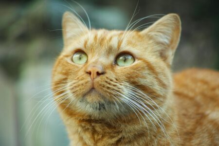 The Clean Freak of the Animal World The Cat