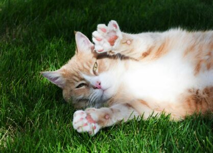 The Top 5 Cat Breeds for First-Time Pet Owners