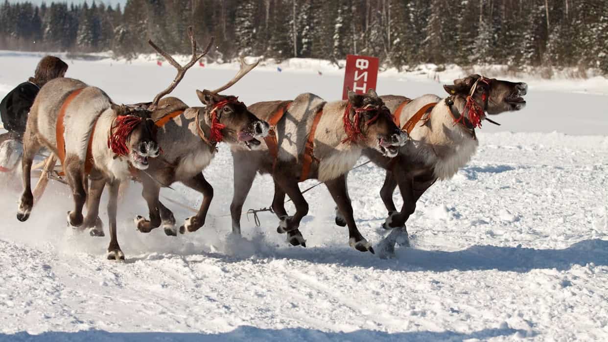 Reindeer sledding in Lapland