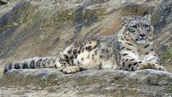 The Ongoing Fight to Protect Snow Leopards in Central Asia