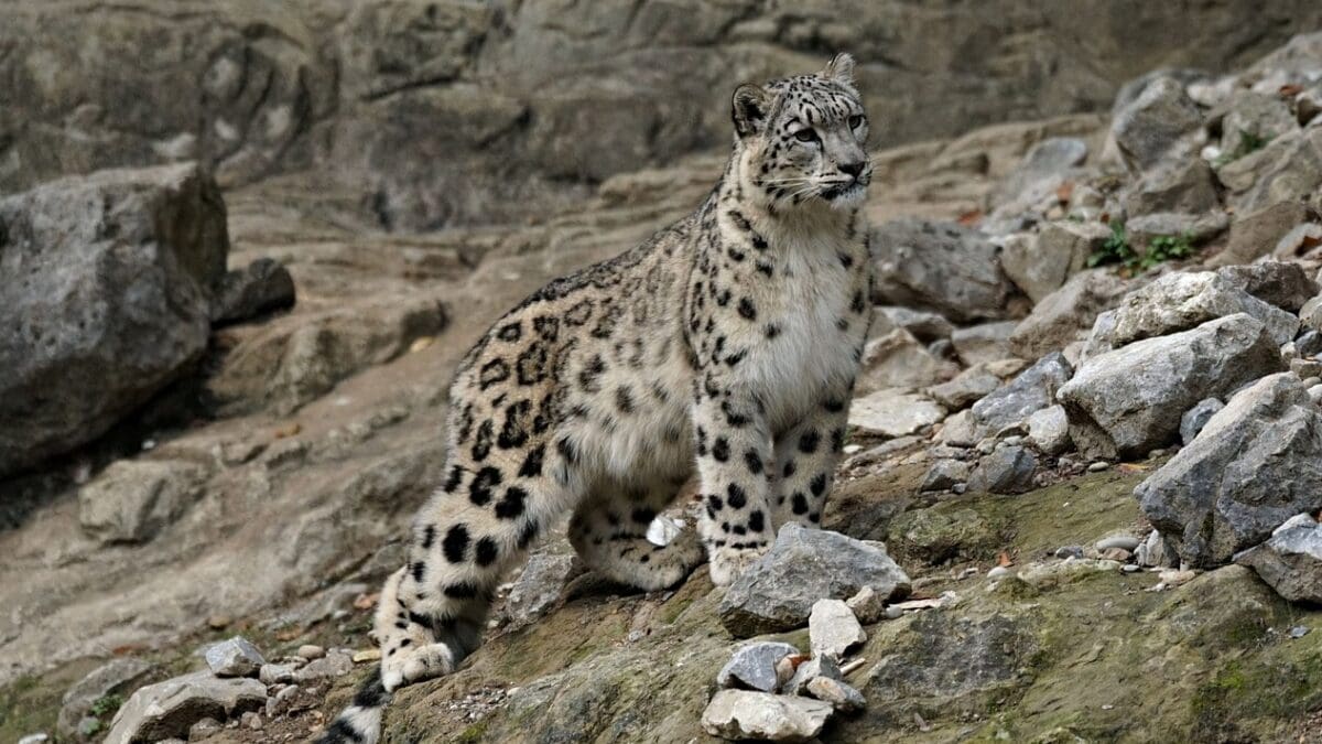 Featured: snow leopard on a mountain slope. Image by Marcel Langthim via Pixabay