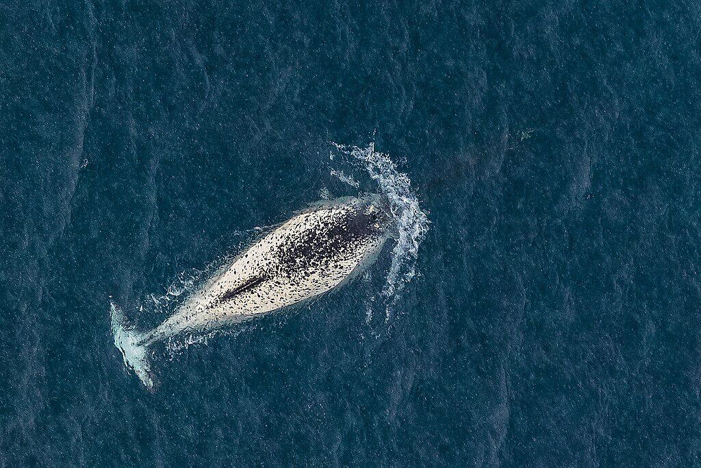 narwhal