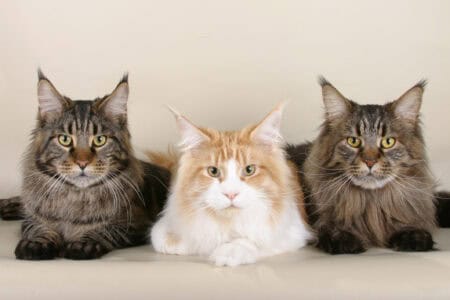 12 Cat Breeds That Struggle Most When Left Alone