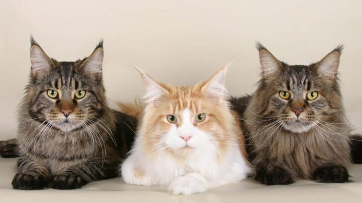 12 Cat Breeds That Struggle Most When Left Alone
