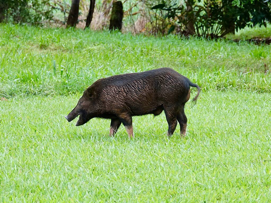 Wild pig