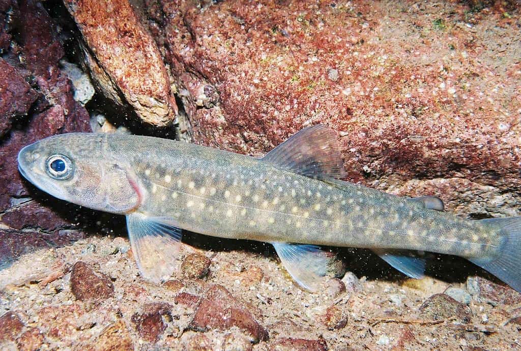 Bull Trout 
