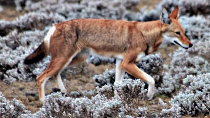 How a Forgotten Wolf Species Was Rediscovered in the Wild