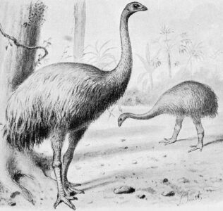 The Ancient Haunts of the Giant Moa in New Zealand