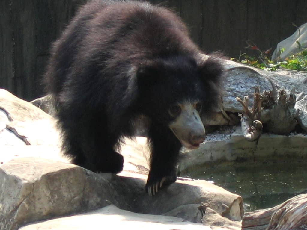 Sloth Bear