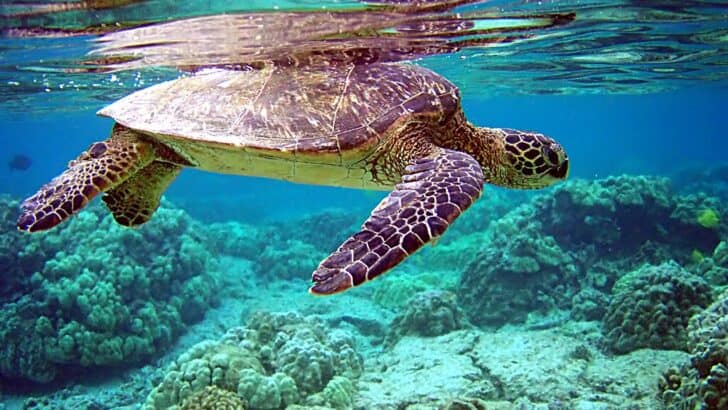 Top 10 Animals and Wildlife in Costa Rica