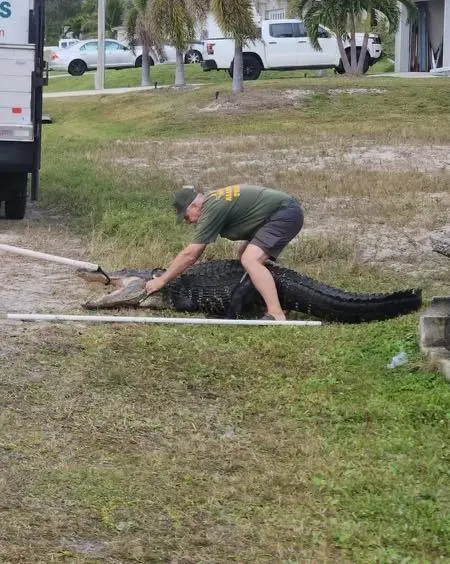 Florida Firefighters Rescue Massive (10-Foot-6-Inch) Alligator from Storm Drain