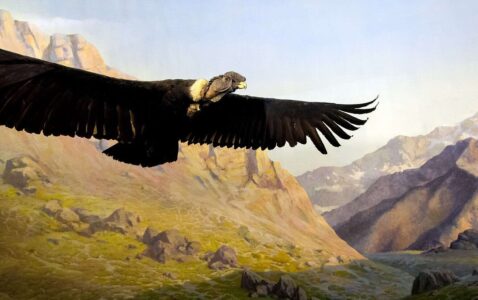 12 High-Altitude Birds Soaring Over the Andes